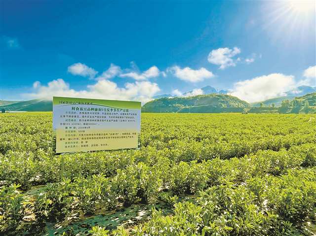 四川松潘高原上 重慶蠶豆的三次綻放