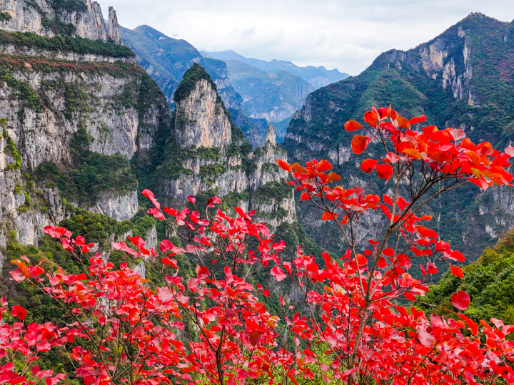 巫山紅葉季 一場(chǎng)視覺(jué)與心靈的雙重盛宴